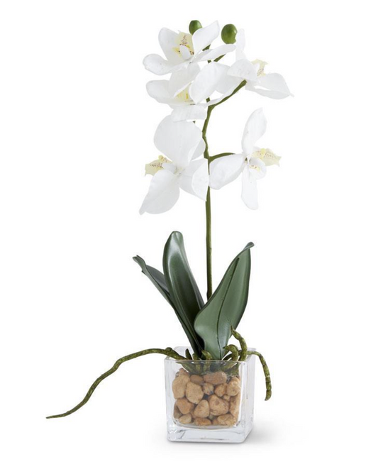 KK 11 Inch White Orchid in Square Glass